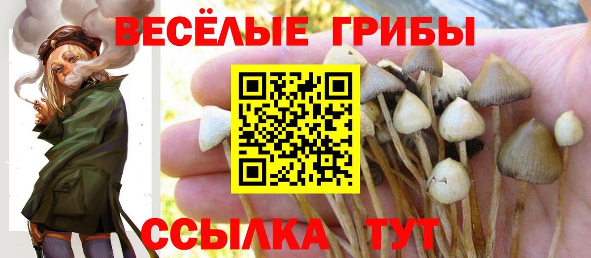 Псилоцибиновые грибы Cubensis Саратов